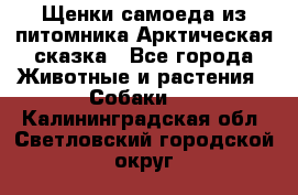 Щенки самоеда из питомника Арктическая сказка - Все города Животные и растения » Собаки   . Калининградская обл.,Светловский городской округ 